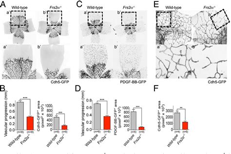 Figure 5 from The docking protein FRS2α is a critical regulator of VEGF ... 