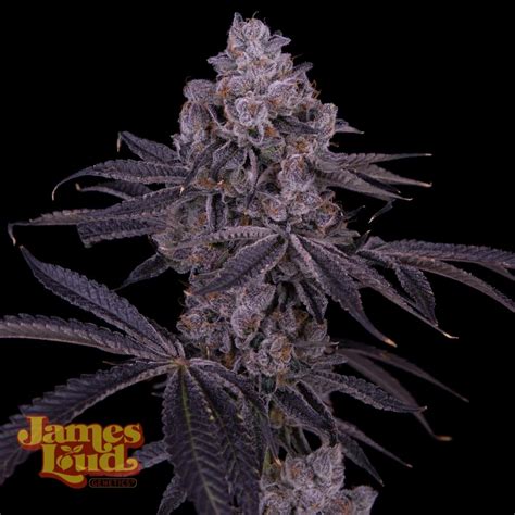 Permanent Midnight F Cannabis Seeds For Sale North Atlantic Seed Co