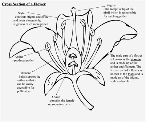 Flower Cross Section Diagram