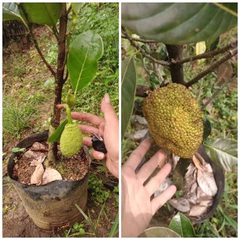 Jual Bibit Buah Nangka Mini Kondisi Sedang BERBUAH Rasa Buah Manis