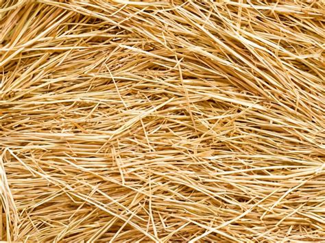 straw roof stock  images  backgrounds