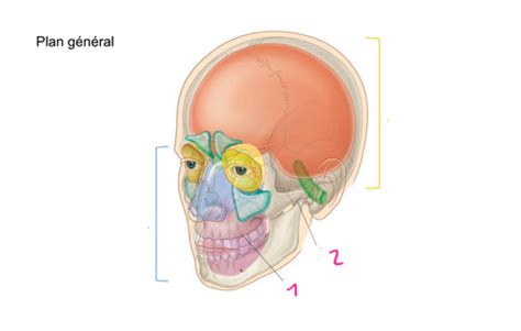 7 Anatomie de la tête 1 Flashcards Quizlet