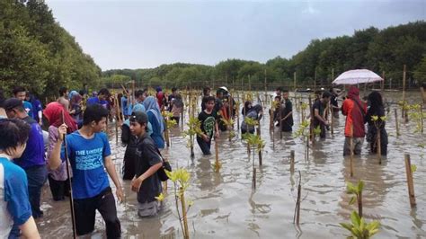 Ayo Kenali Mangrove Dan Manfaatnya Laman Seputargk Id