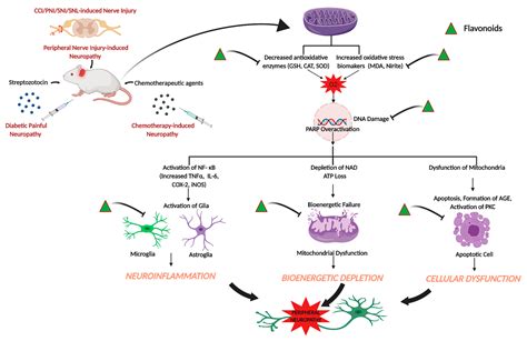 Molecules Free Full Text In Vitro And In Vivo Effects Of Flavonoids