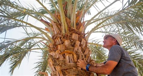 Scientists Grow Date Palm Trees From Year Old Seeds