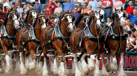 Clydesdale horses