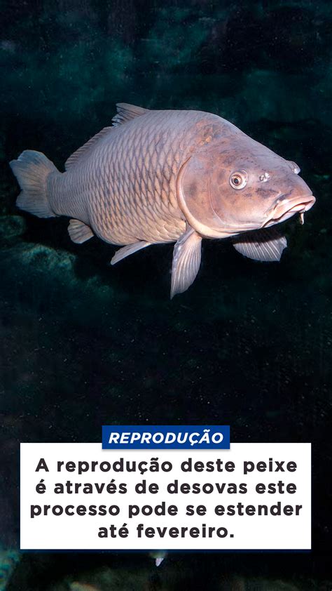 Carpa Peixe Caracter Sticas Reprodu O Alimenta O Habitat E Tipos