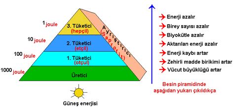 Besin Zinciri Ve Enerji Piramidi