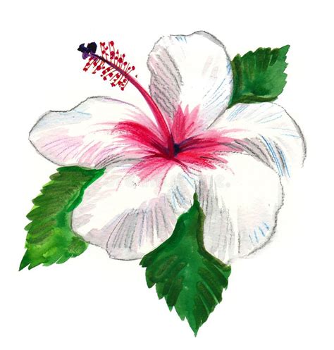 Hawaiian Hibiscus Outline Laser Cut Vector Stock Vector Illustration