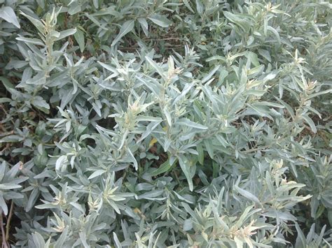 growing saltbushes growing illawarra natives