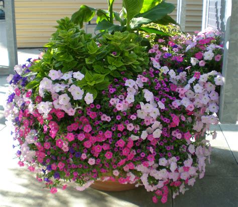 cut back petunias 7