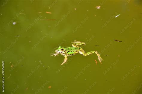 Lake Or Pool Frog Pelophylax Lessonae Marsh Frog Pelophylax