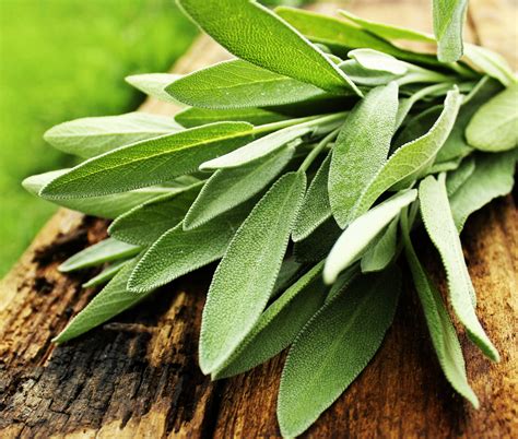 The Many Benefits of Sage, the 'Savior' Herb - AlrightNow