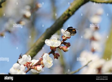 Bumblebee Bombus Sp Pollinating Apricot Tree In Spring Blooming