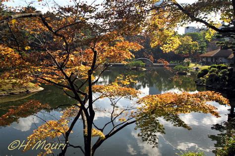 縮景園の紅葉（広島市） 夢楽の風まかせ