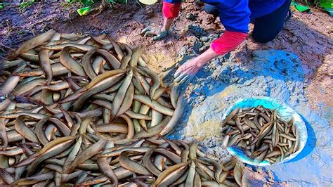 Bc Fishing Mud Fishes Under Deep Mud Best Fishing Catch A Lot Of