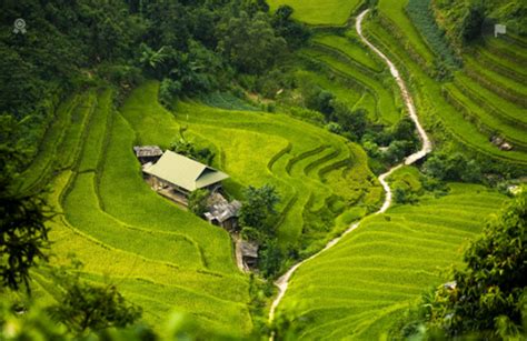 10 Tempat Makan Dengan Pemandangan Sawah Di Jogja Yang Wajib Dikunjungi