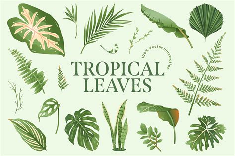 Tropical Leaves And Foliage Illustrations Ai Vector Eps Png Format