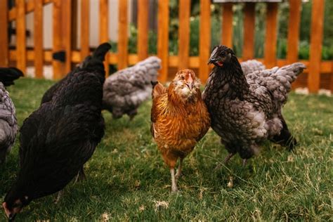 The Benefits Of Raising Backyard Chickens