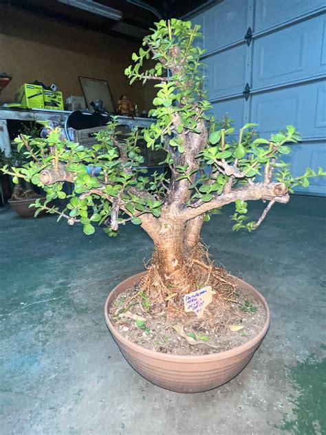 Rare Portulacaria Afra Corks Bark Bonsai Tree Years Old Etsy