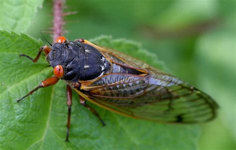 Ready For Cicada Invasion 2025 Heres When They Will Emerge In Nj