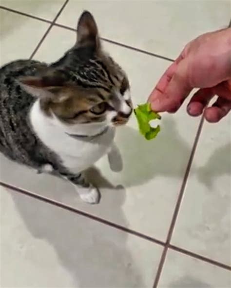 Can Cats Eat Lettuce Why My Cat Loves It Catman