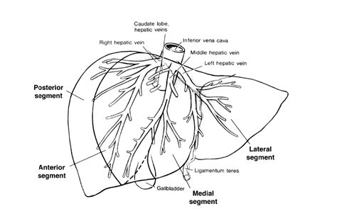 Diagram Of The Intrahepatic Distribution Of The Hepatic Veins The