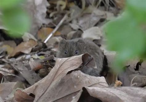 Bushy-Tailed Woodrat - Facts, Diet, Habitat & Pictures on Animalia.bio