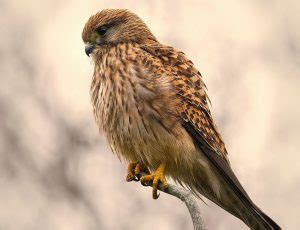 Lesser Kestrel: Physical Characteristics, Distribution, Habitat And ...