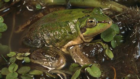 Paradoxical Frog The Giant Tadpole That Turns Into A Little Frog Li