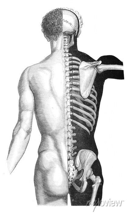 Posterior Vertebral Region In The Old Book Danatomie Chirurgicale