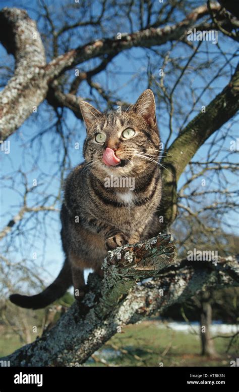 Domestic Cat House Cat Felis Silvestris F Catus Cat On Tree After