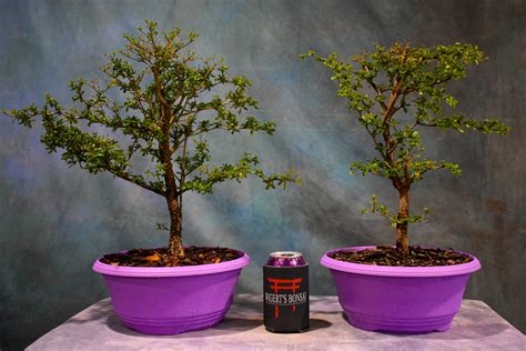 Black Olive Tree Bonsai Care