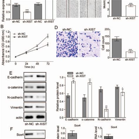 Effect Of Downregulation Of Xist On Glioma Cell Proliferation And