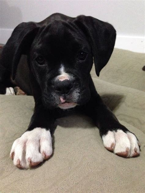 Baby Black Boxer Dog