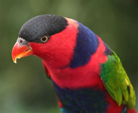 Black Capped Lory Care Sheet Birds Coo