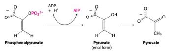 Glycolysis BIOC 2580 Introduction To Biochemistry