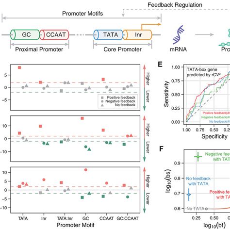 Genome Wide Comparison Of Transcriptional Burst Kinetics In Three Cases