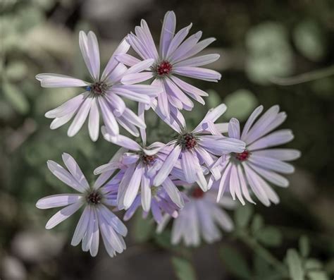 wild flowers charlson meadows