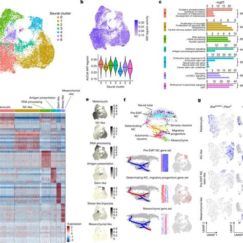 Temporal Single Cell Tracing Identified A Population Of Melanoma Cells