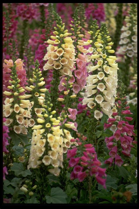 Foxglove Excelsior Mix Life Seed Company