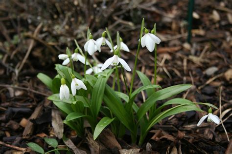 Shaftesbury Snowdrops Study Day 2019 - Orphans Publishing