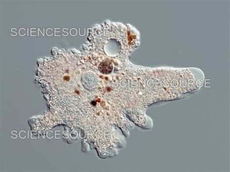 Proteus Amoeba Light Micrograph Stock Image Science Source Images