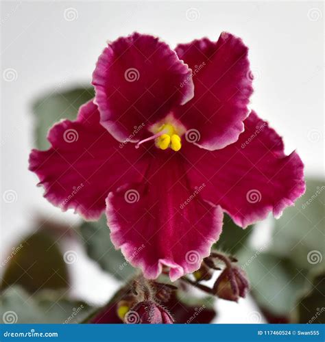 Rare violet variety of ill state flower found in northern woods 26