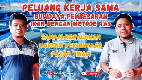 Peluang Kerjasama Budidaya Pembesaran Ikan Dengan Metode Ras Youtube