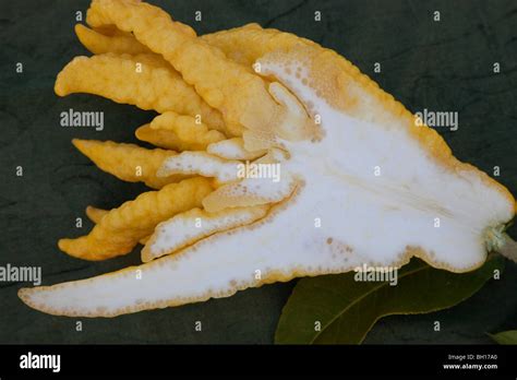 Buddhas Hand Edible Fruit Stock Photo Alamy