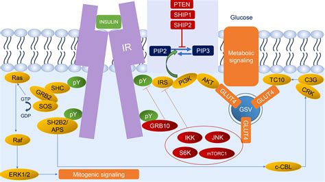 Frontiers Insulin Signaling And Its Application