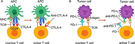 Scheme Illustration Showing The Mechanism Of A Ctla Blockade And