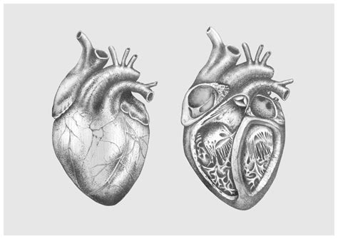 Medical/Anatomy Illustrations - Wilderness Illustration