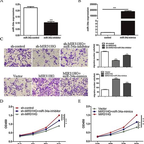 Mir31hg Regulated Mir 34a Expression In Escc Cells A B The